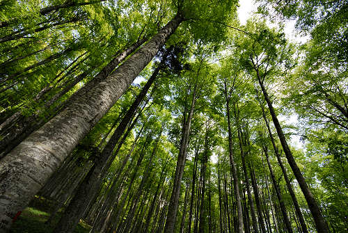 Vallorch passeggiata Pizzoch Millifret Col dela Feda Strada Taffarel