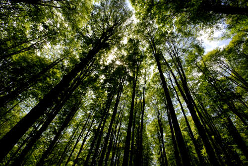 Vallorch passeggiata Pizzoch Millifret Col dela Feda Strada Taffarel