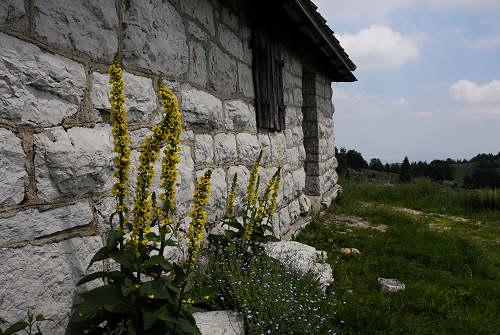passeggiata delle malghe al Piancavallo