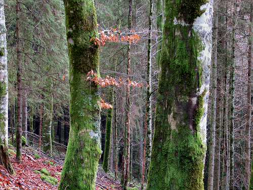 autunno in Valmenera nella Piana del Cansiglio