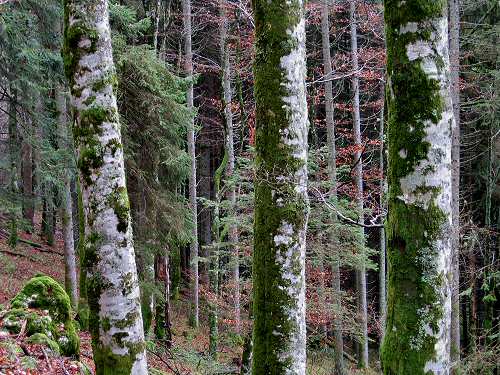 autunno in Valmenera nella Piana del Cansiglio