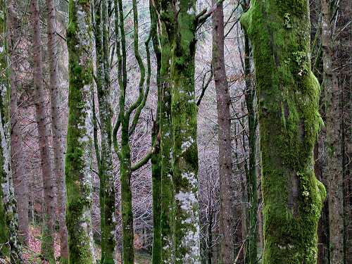 autunno in Valmenera nella Piana del Cansiglio