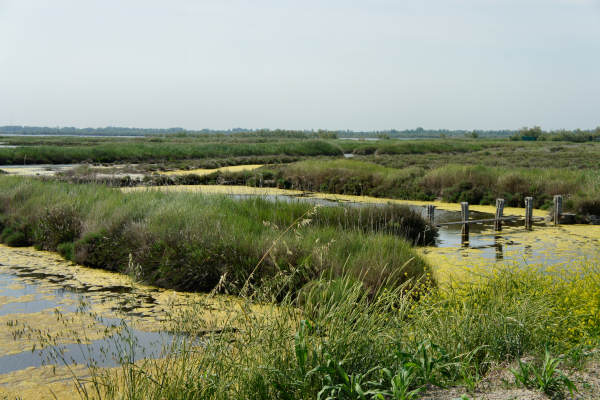 strada delle valli di Rosolina laguna di Caleri