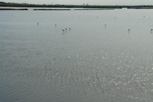strada delle valli di Rosolina laguna di Caleri