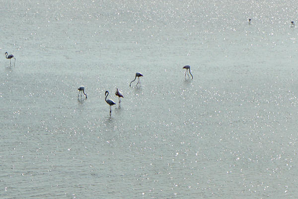 strada delle valli di Rosolina laguna di Caleri