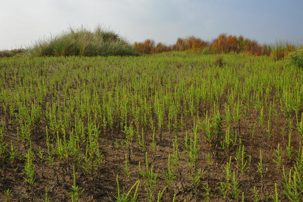 Giardino Botanico Litoraneo di POrto Caleri a Rosolina Mare