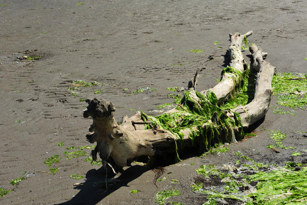 spiaggia di Rosolina Mare a Porto Caleri