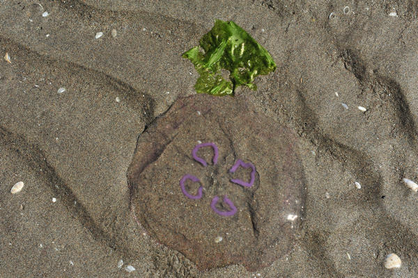 spiaggia di Rosolina Mare a Porto Caleri