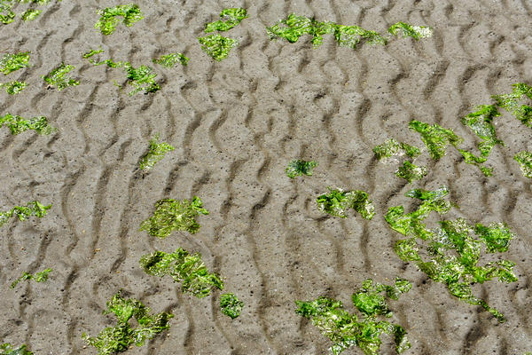 spiaggia di Rosolina Mare a Porto Caleri