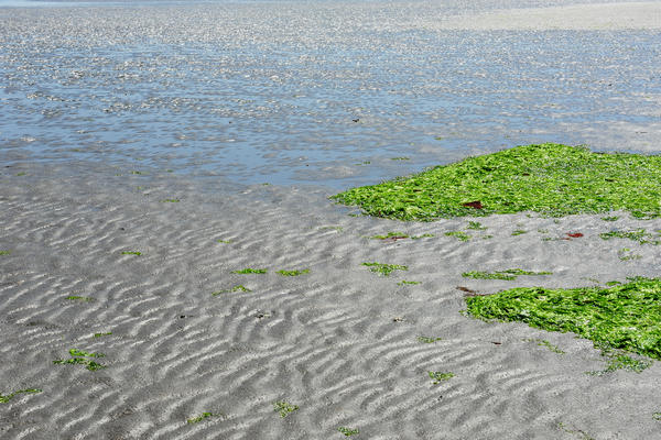 spiaggia di Rosolina Mare a Porto Caleri