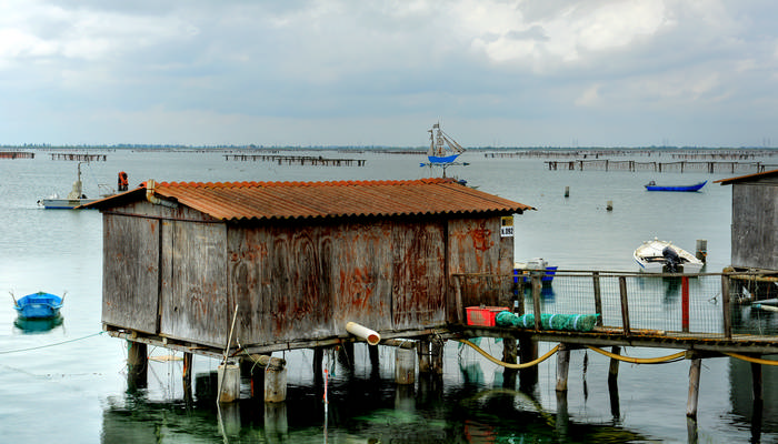 Sacca Scardovari a Porto Tolle