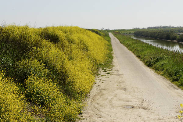 Isola Ca'Venier, Boccasette Pila - Porto Tolle, Delta del Po