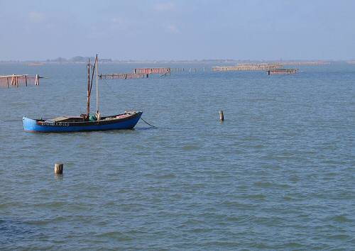Sacca Scardovari - Porto Tolle