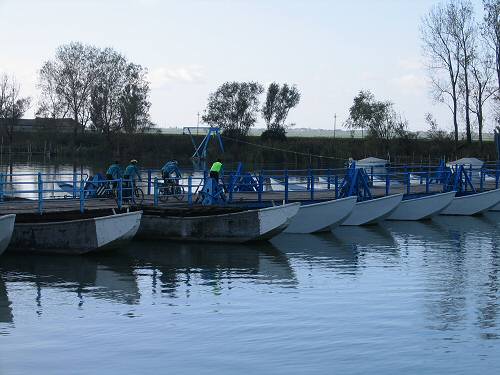 Sacca Scardovari - Porto Tolle