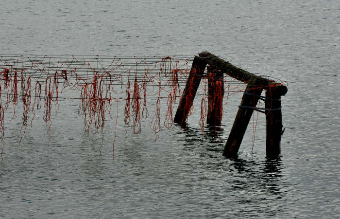 Isola della Donzella, Sacca Scardovari, Santa Giulia
