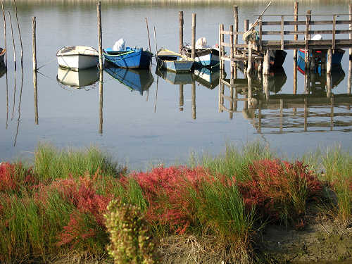Isola di Polesine Camerini - Porto Tolle, Delta del Po
