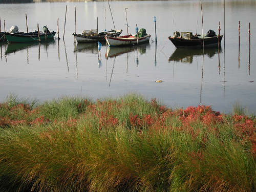Isola di Polesine Camerini - Porto Tolle, Delta del Po
