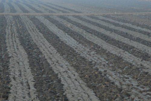 la campagna di Porto Tolle lungo gli argini della Sacca Scardovari