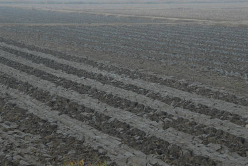 la campagna di Porto Tolle lungo gli argini della Sacca Scardovari