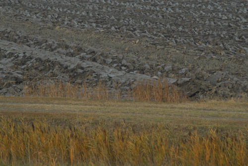 la campagna di Porto Tolle lungo gli argini della Sacca Scardovari