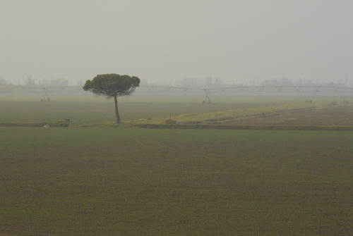 la campagna di Porto Tolle lungo gli argini della Sacca Scardovari