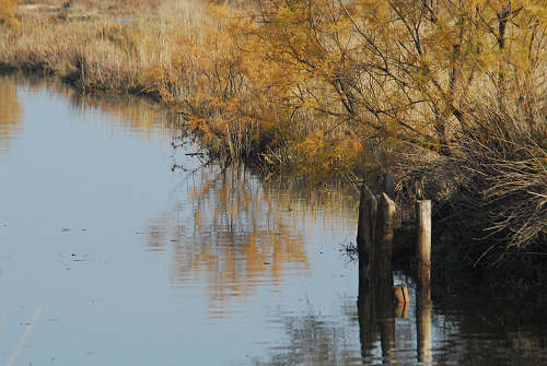 lungo gli argini della Sacca degli Scardovari a Porto Tolle