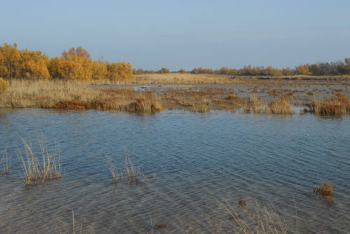 lungo gli argini della Sacca degli Scardovari a Porto Tolle
