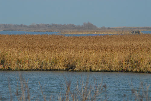 lungo gli argini della Sacca degli Scardovari a Porto Tolle