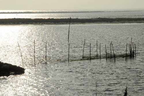 lungo gli argini della Sacca degli Scardovari a Porto Tolle