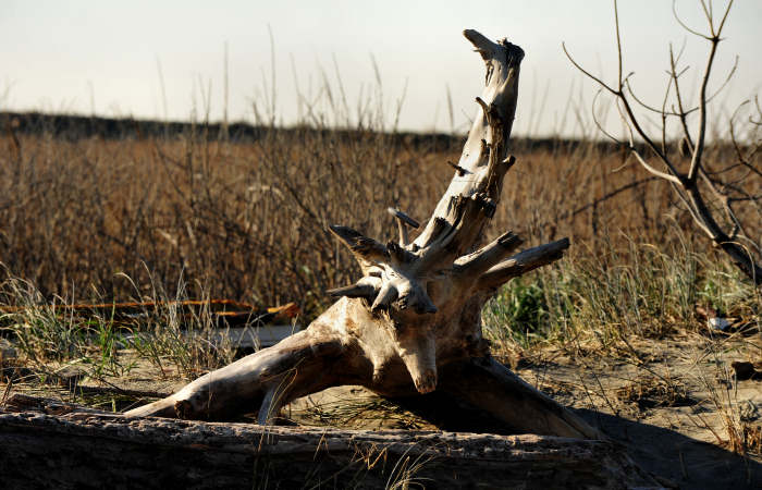 spiaggia di Boccasette alla foce del Po di Maistra, Porto Tolle