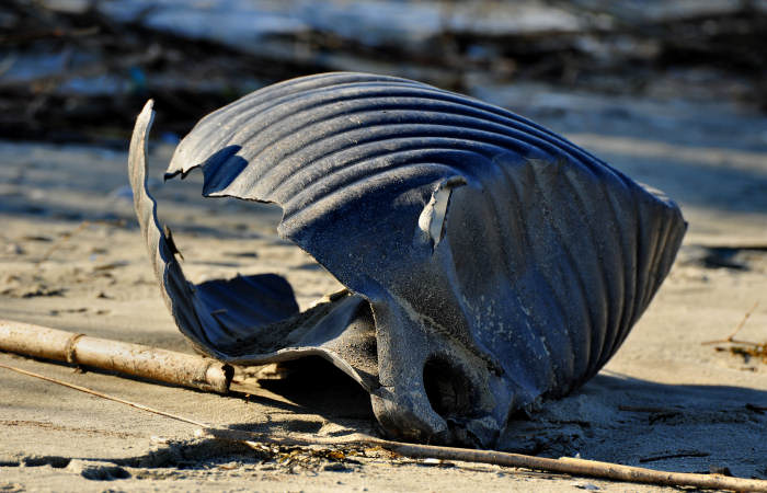 spiaggia di Boccasette alla foce del Po di Maistra, Porto Tolle