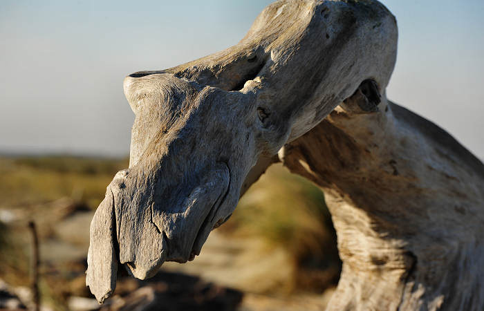spiaggia di Boccasette alla foce del Po di Maistra, Porto Tolle