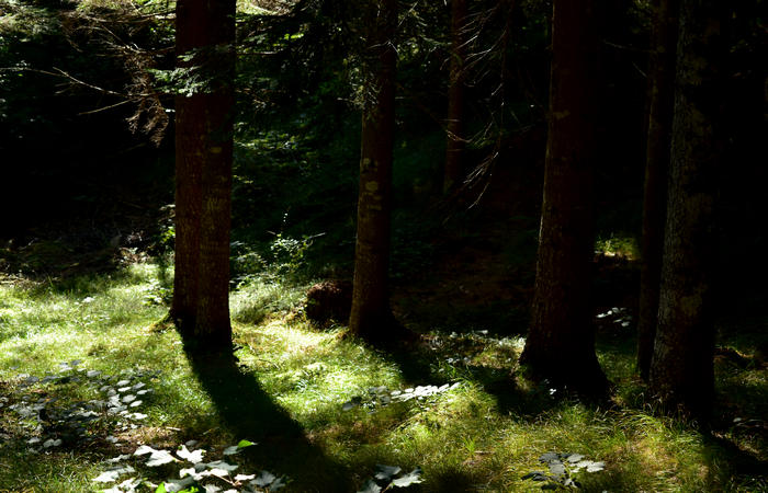 Val di Zoldo - sentiero salita al rifugio Casera Bosconero dal lago di Pontesei