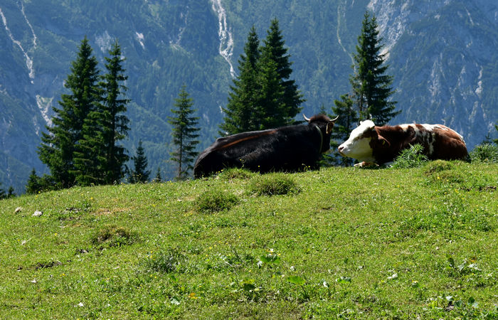 escursione Misurina Col de Varda rif. Citta di Carpi agriturismo malga Maraia, Cadini di Misurina Auronzo Cadore Dolomiti Tre Cime di Lavaredo