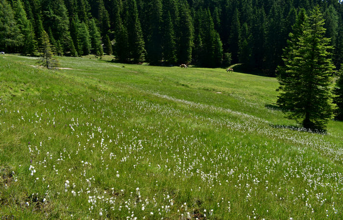 escursione Misurina Col de Varda rif. Citta di Carpi agriturismo malga Maraia, Cadini di Misurina Auronzo Cadore Dolomiti Tre Cime di Lavaredo