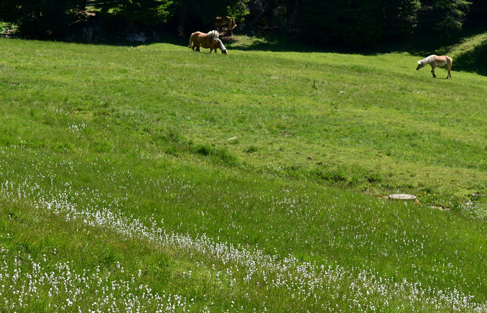escursione Misurina Col de Varda rif. Citta di Carpi agriturismo malga Maraia, Cadini di Misurina Auronzo Cadore Dolomiti Tre Cime di Lavaredo