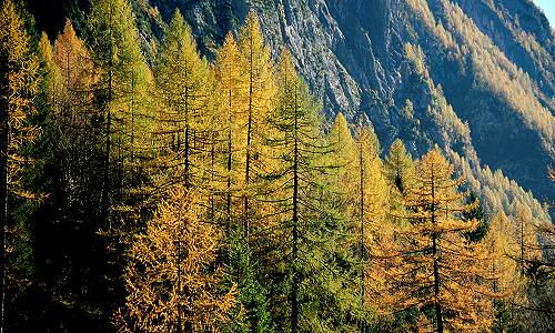 Civetta - Val Corpassa