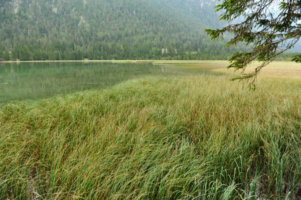 ToblacherSee, Lago di Dobbiaco