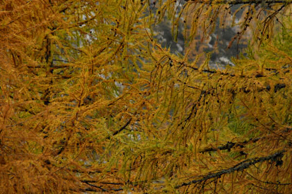 rifugio O.Falier all'Ombretta, Marmolada Dolomiti