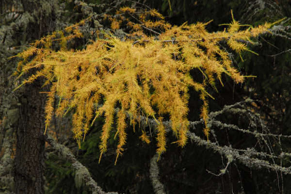 rifugio O.Falier all'Ombretta, Marmolada Dolomiti