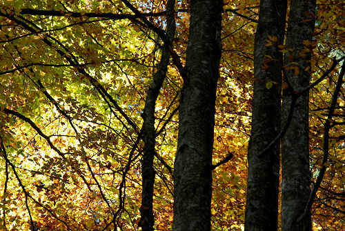 Col di Pra, Val San Lucano, Taibon Agordino