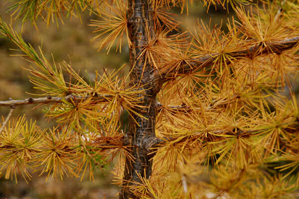 rifugio O.Falier all'Ombretta, Marmolada Dolomiti
