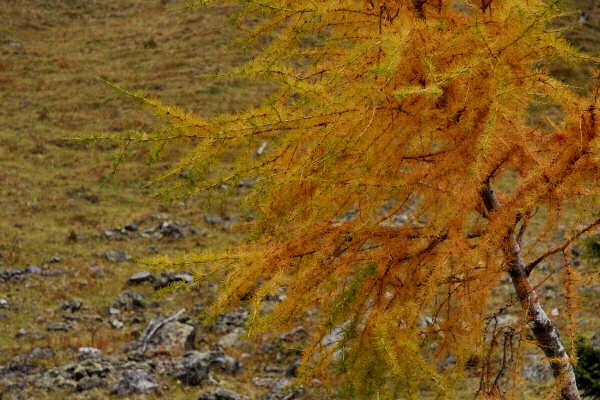 rifugio O.Falier all'Ombretta, Marmolada Dolomiti