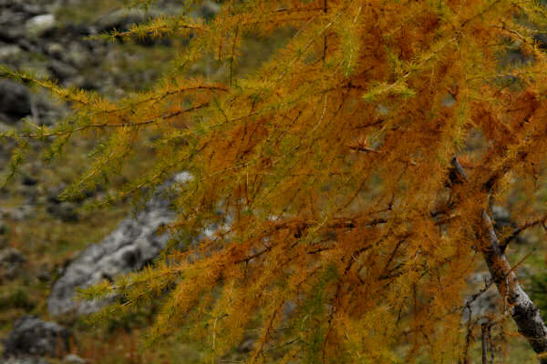 rifugio O.Falier all'Ombretta, Marmolada Dolomiti