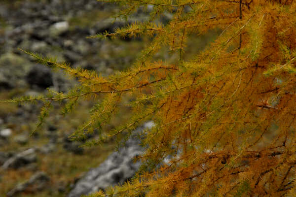 rifugio O.Falier all'Ombretta, Marmolada Dolomiti