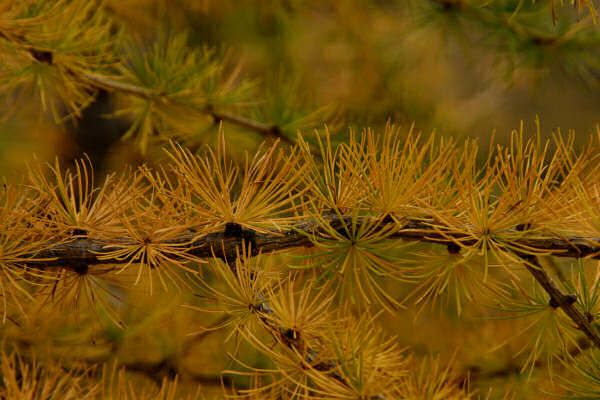 rifugio O.Falier all'Ombretta, Marmolada Dolomiti
