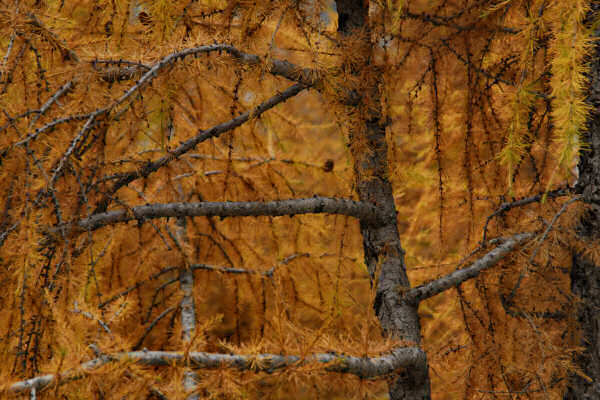 rifugio O.Falier all'Ombretta, Marmolada Dolomiti