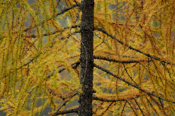 rifugio O.Falier all'Ombretta, Marmolada Dolomiti
