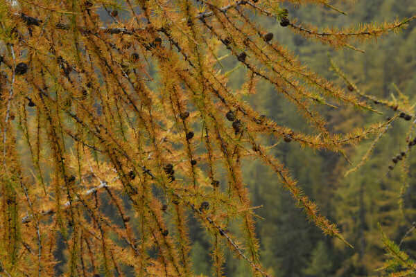 rifugio O.Falier all'Ombretta, Marmolada Dolomiti