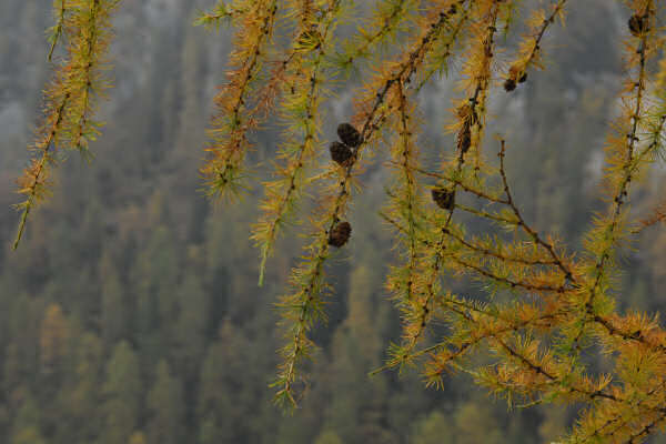 rifugio O.Falier all'Ombretta, Marmolada Dolomiti